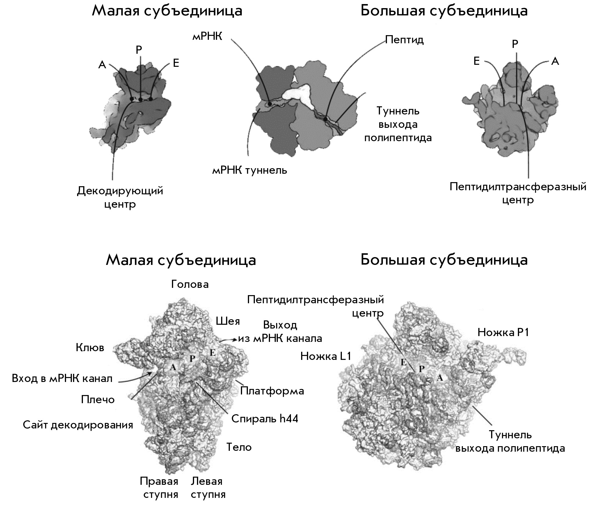      Staphylococcus aureus    