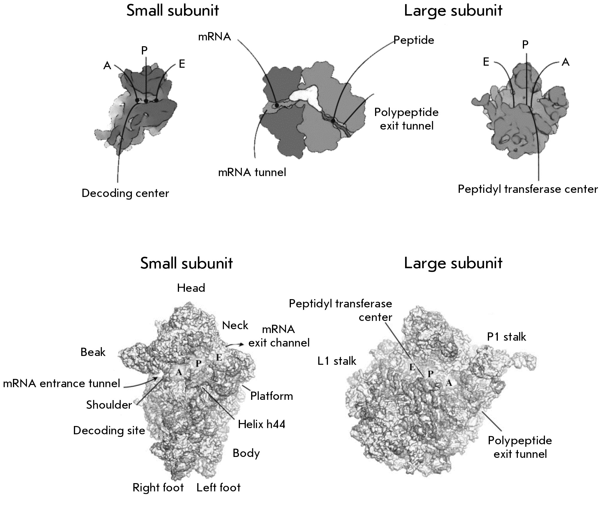 eukaryotic ribosome structure